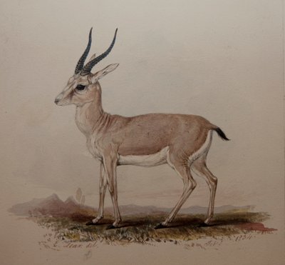 Antilope, 1834 - Edward Lear